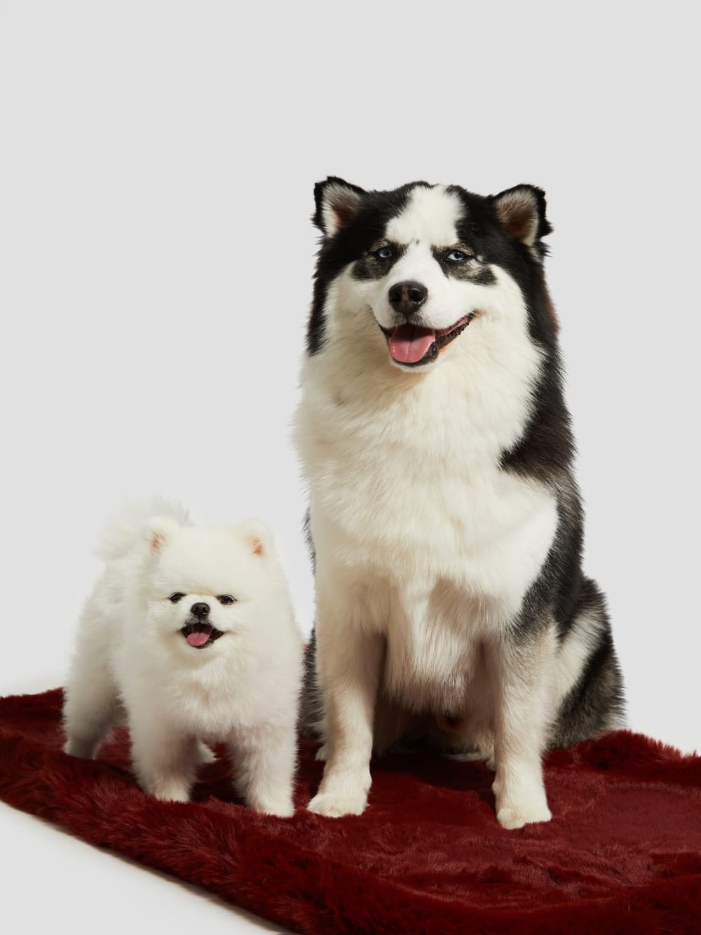 Faux-Fur Pet Carpet - Guess